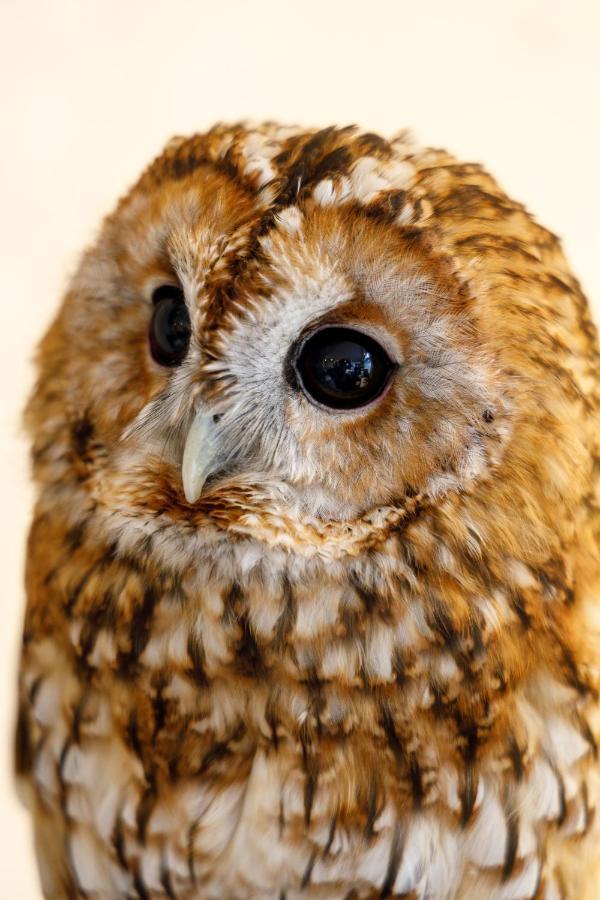 Hotel Owl Tokyo Nippori Eksteriør billede